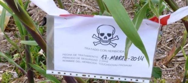 El Glifosato es un herbicida altamente peligroso . El Glifosato es un herbicida altamente peligroso .