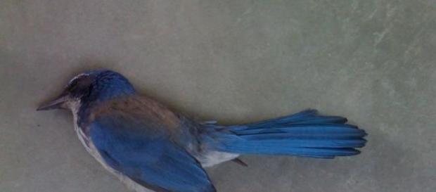Metaphorisch. Ein abgestürzter Vogel. Traurigkeit. Metaphorisch. Ein abgestürzter Vogel. Traurigkeit.