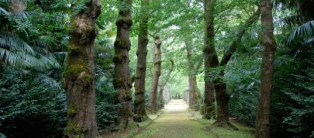 Parque Terra Nostra é reconhecido mundialmente Parque Terra Nostra é reconhecido mundialmente