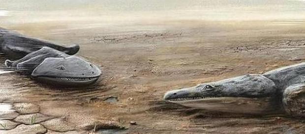 "Metoposaurus Algarvensis" era um predador. "Metoposaurus Algarvensis" era um predador.
