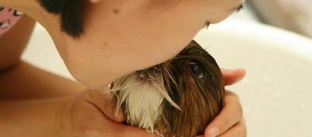 El beso de un perro no es perjudicial El beso de un perro no es perjudicial
