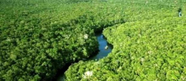 Floresta amazônica uma das duas preservadas Floresta amazônica uma das duas preservadas