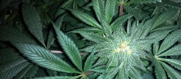 Marijuana coltivata nelle fogne di Palermo Marijuana coltivata nelle fogne di Palermo