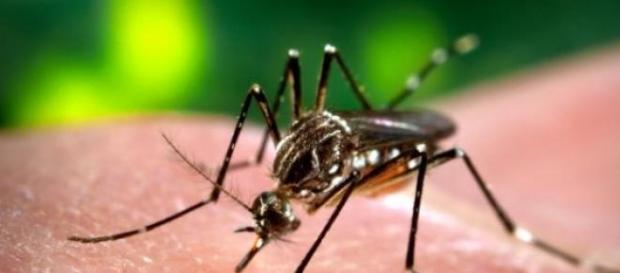 Mosquito Aedes Aegypti é o transmissor da dengue Mosquito Aedes Aegypti é o transmissor da dengue