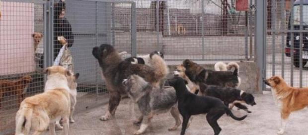 Nettoyage massif de chiens errants Nettoyage massif de chiens errants