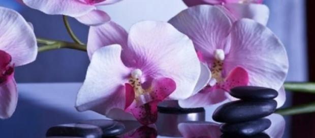Pasqua 2015: offerte centri benessere Pasqua 2015: offerte centri benessere