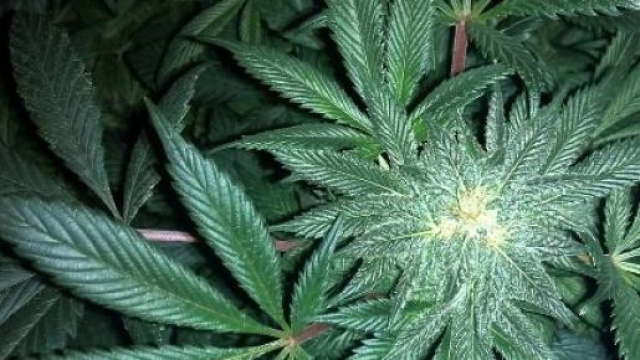 Marijuana coltivata nelle fogne di Palermo
