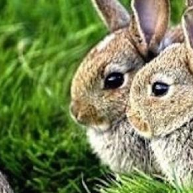 Easter bunnies are part of the Eastern celebration