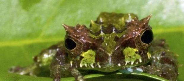 Es una especie de extrañas características Es una especie de extrañas características