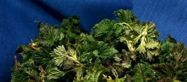 Urzici confiscate in Vrancea Urzici confiscate in Vrancea