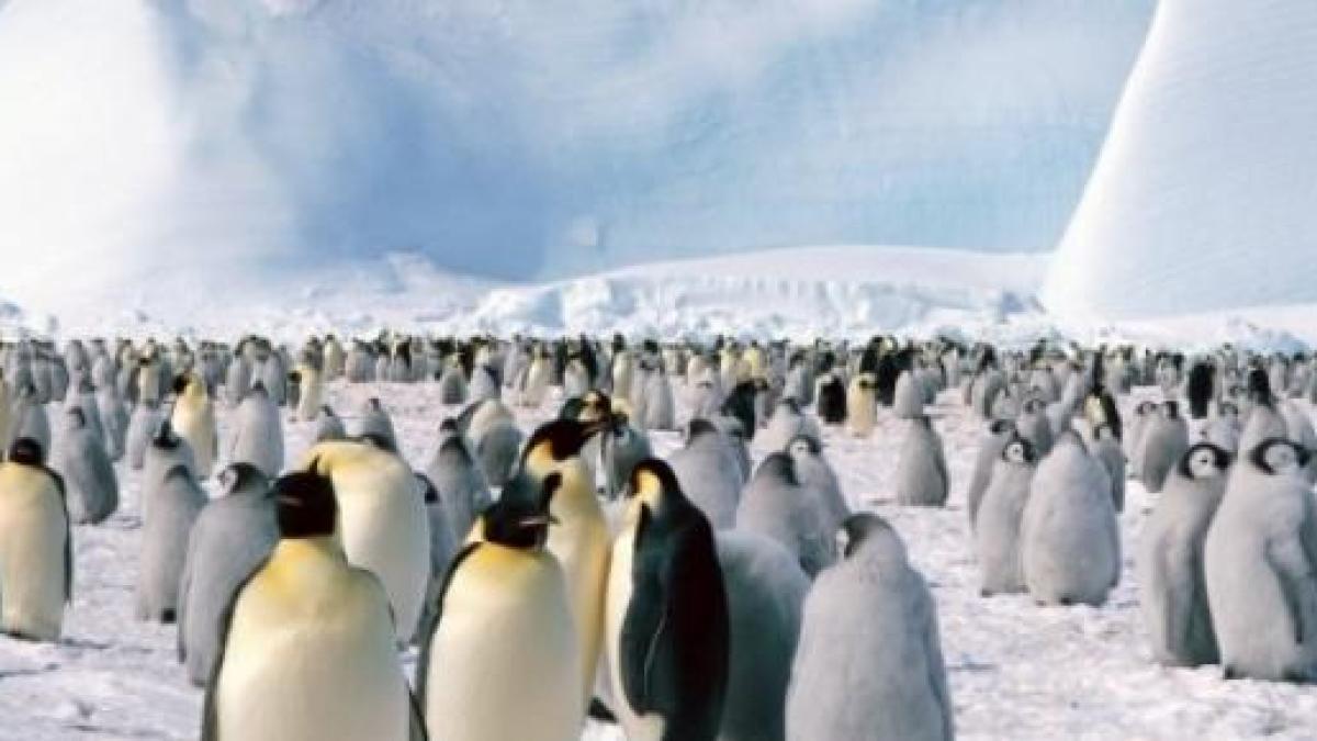 Ambiente Actual De La Antartida Ideal Para El Pinguino Emperador