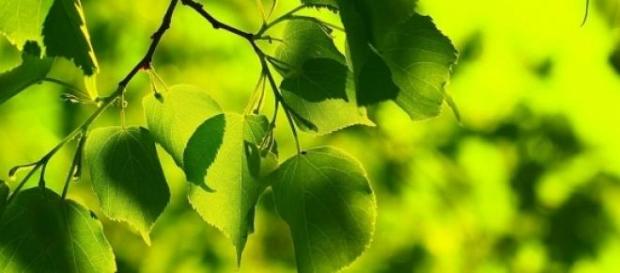 La actividad vegetal marca el ritmo de la vida La actividad vegetal marca el ritmo de la vida