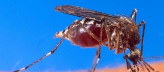 Mosquito causador da dengue Mosquito causador da dengue