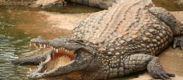 Crocodilul descoperit in Creta a murit Crocodilul descoperit in Creta a murit