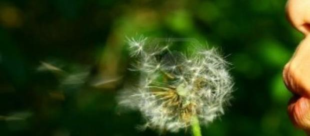 Diente de león, potente anticancerígeno. Diente de león, potente anticancerígeno.