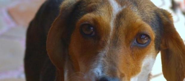 Los casos de robo de perros se están incrementando Los casos de robo de perros se están incrementando