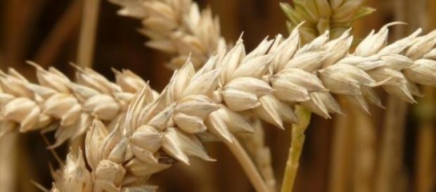Allergene finden sich auch im Weizen. Allergene finden sich auch im Weizen.
