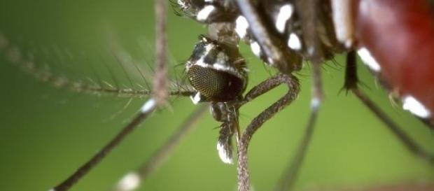 Imagem de Aedes aegypti fêmea Imagem de Aedes aegypti fêmea