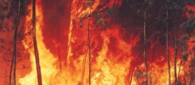 Incêndios são uma realidade todos os anos Incêndios são uma realidade todos os anos