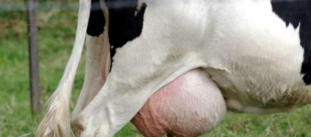 La leche de vaca como fuente de nutrientes La leche de vaca como fuente de nutrientes