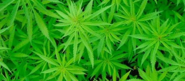 Marihuana, maldecida por las farmacéuticas Marihuana, maldecida por las farmacéuticas