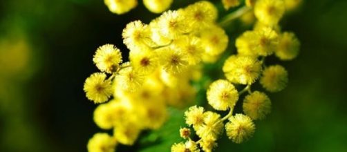 Menù in giallo per la Festa della Donna 2015