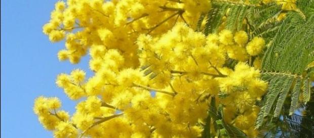 Frasi Festa della donna 2015: dediche romantiche Frasi Festa della donna 2015: dediche romantiche
