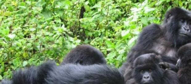 Cepas de VIH llegan desde Camerún Cepas de VIH llegan desde Camerún