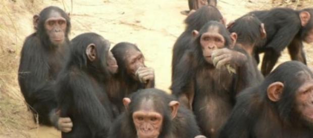 Lo chimpancés a veces actúan como partículas Lo chimpancés a veces actúan como partículas