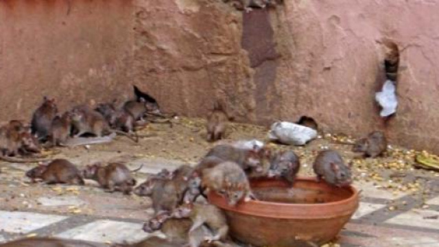 Un assembramento di topi.