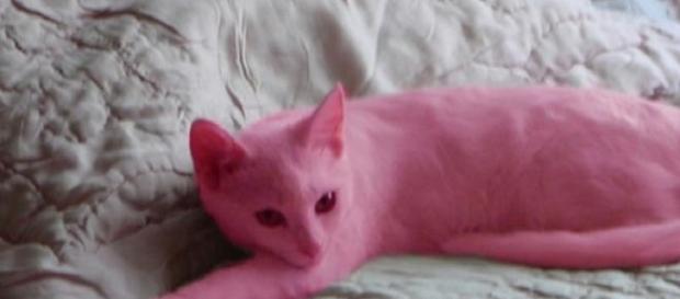 Gato foi pintado de cor-de-rosa pela sua dona. Gato foi pintado de cor-de-rosa pela sua dona.