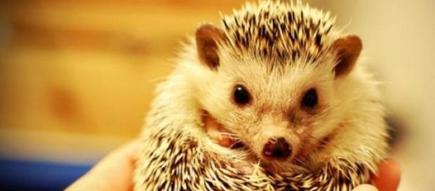 Hedgehog population is in decline Hedgehog population is in decline