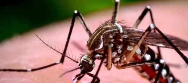 Notificação de casos de dengue em 2015 aumenta Notificação de casos de dengue em 2015 aumenta