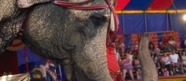 A performing circus Elephant A performing circus Elephant