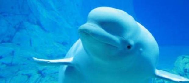 Beluga de la Ciudad de las Artes y de las Ciencias Beluga de la Ciudad de las Artes y de las Ciencias