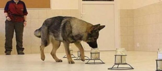 Perro entrenado para detectar cáncer Perro entrenado para detectar cáncer