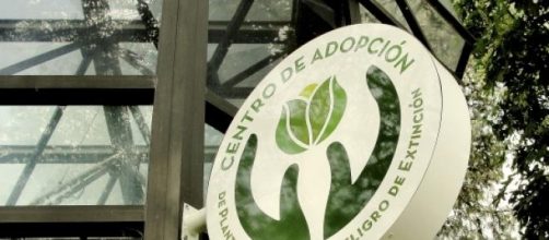 Adopción responsable de plantas en extinción