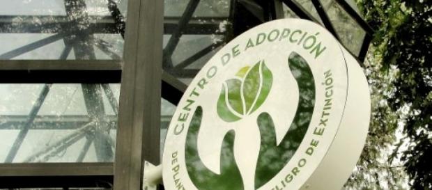Adopción responsable de plantas en extinción Adopción responsable de plantas en extinción