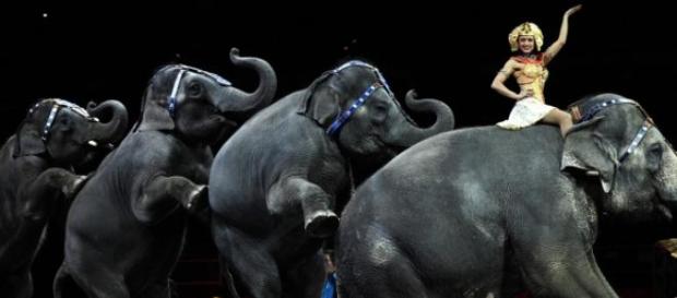 Circo tem mais de 1000 espetáculos por ano Circo tem mais de 1000 espetáculos por ano
