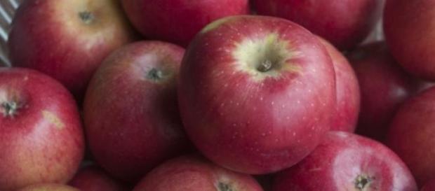 Apple variety grown in Niğde Province, Turkey Apple variety grown in Niğde Province, Turkey