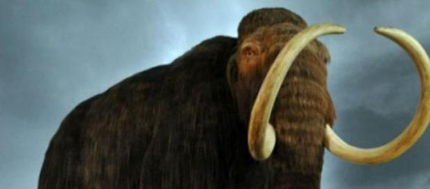 Es otra hipótesis de la extinción de los mamuts Es otra hipótesis de la extinción de los mamuts