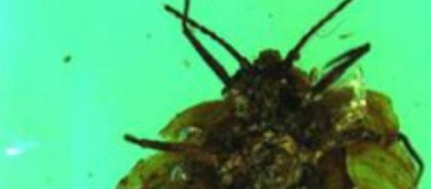 Es un revelador hallazgo en el campo entomológico Es un revelador hallazgo en el campo entomológico