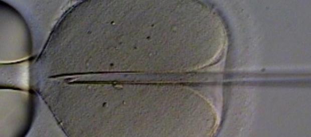 Ustawa o in vitro i ostry apel Episkopatu Ustawa o in vitro i ostry apel Episkopatu