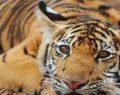 Las autoridades de Tailandia liberaran a los Tigres del templo budista