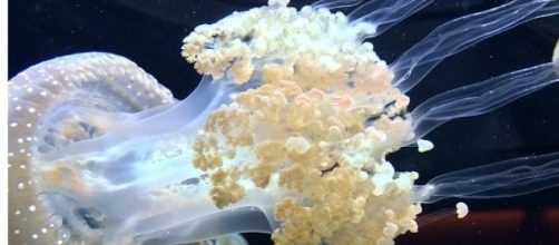La tortuga marina confunde las bolsas con medusas