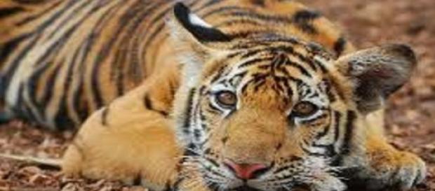 Tigre domesticado por los monjes budistas Tigre domesticado por los monjes budistas