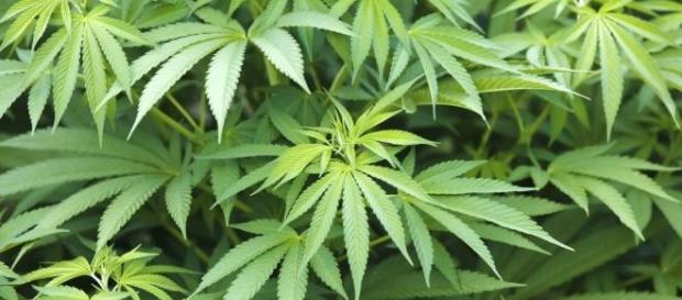 Le Colorado profite de la vente du cannabis. Le Colorado profite de la vente du cannabis.