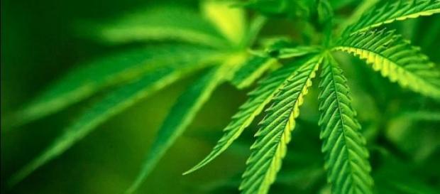 Maconha mata células cancerígenas, segundo estudo Maconha mata células cancerígenas, segundo estudo