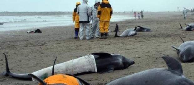 Más de 100 delfines mueren en Japón Más de 100 delfines mueren en Japón