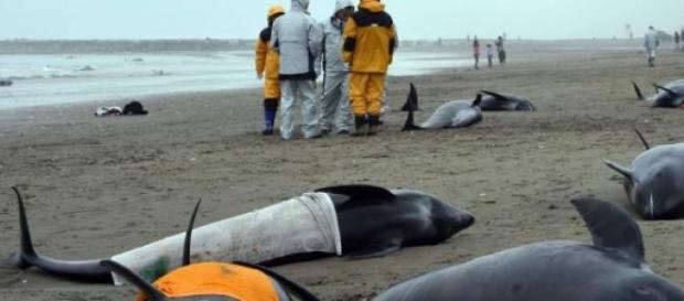 Más de 100 delfines mueren en la arena Más de 100 delfines mueren en la arena